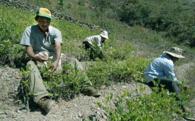 Κολομβία | Απελευθέρωση 180 στρατιωτικών που κράταγαν καλλιεργητές κόκας