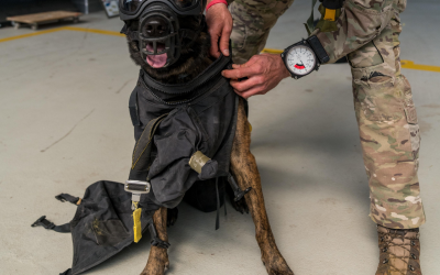 Odin | The dog paratrooper of Belgium – Photos
